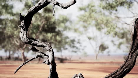 dried tree branches in the outback