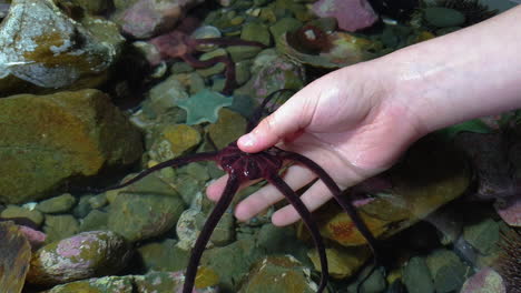 a child’s hand picks up a crimson brittle star in a touch tank