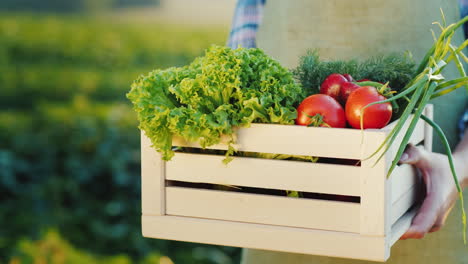 the farmer is holding a wooden box with fresh vegetables organic agriculture concept close-up 4k vid