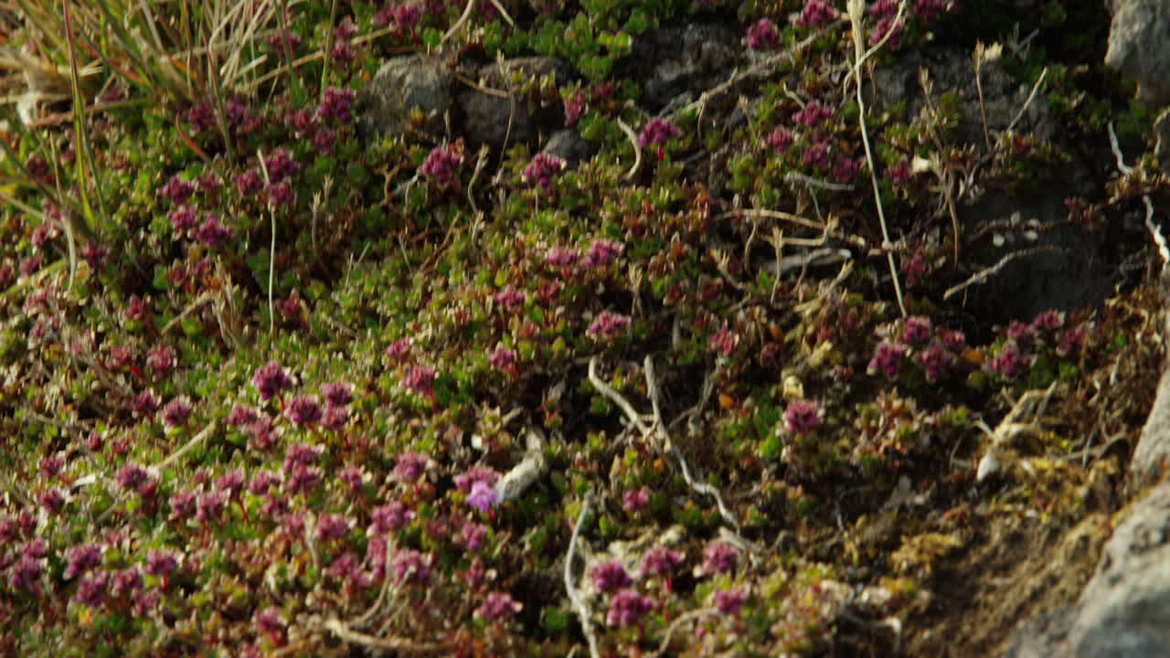 snaefellsnes 반도, 아이슬란드, 이끼의 가까이 아래로 기울이기