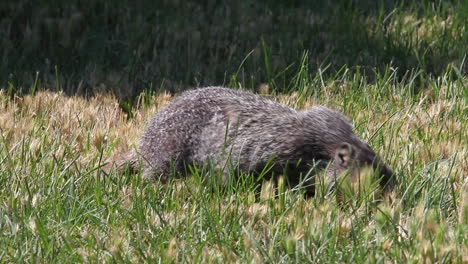 La-Marmota-De-Vientre-Amarillo-De-Punta-Plateada-Come-Hierba-De-Pradera-Verde,-Primer-Plano