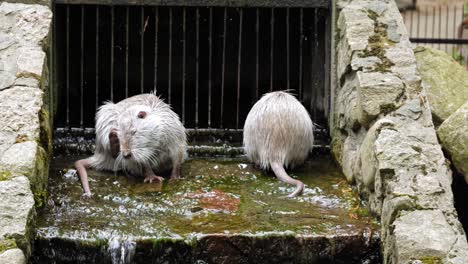 two white nutrias cooling down and washing near a canal tunnel with flowing water during summertime at animal park