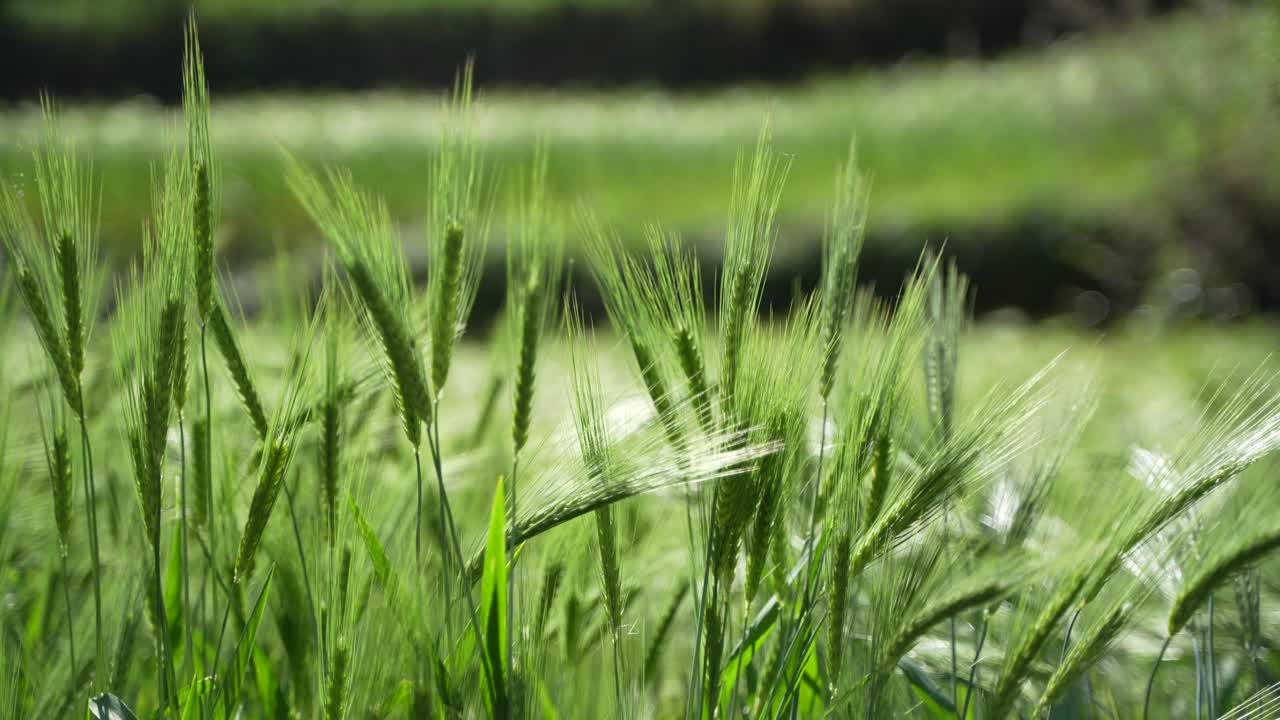Wheat cultivated in the hilly areas.
