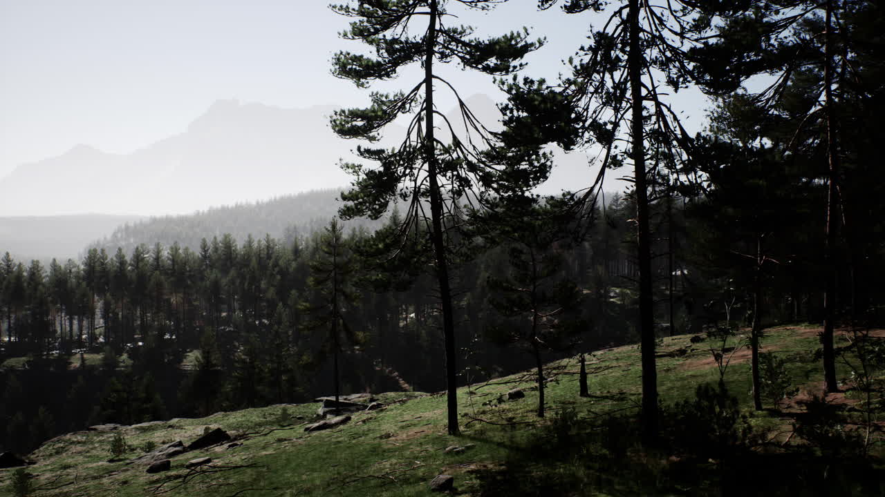 paisaje montañoso brumoso con bosque de abeto