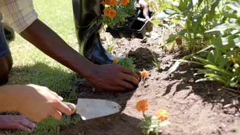 planting marigolds in garden, diverse couple working together with gardening tools