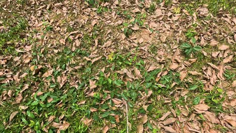 a sequence of frames showing dry leaves scattered over grass in a natural setting with bright lighting