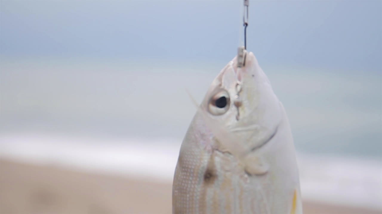 물고기는 해변 해안선의 낚싯대 고리에 매달려 있습니다.