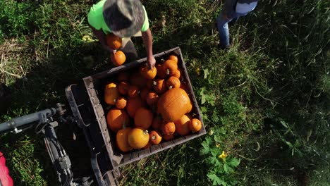 overhead closeup ascending view of farmers collecting pumpkins in a field and putting them into a bin on the front of a tractor