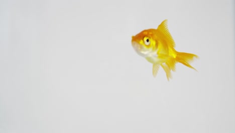 goldfish on the move