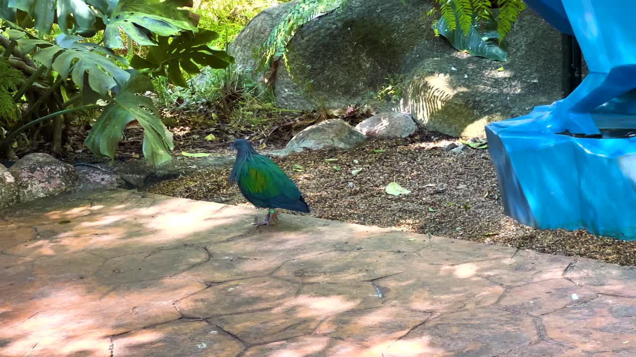 니코바르 비둘기가 태국의 동물원 환경을 탐험하고 있습니다.
