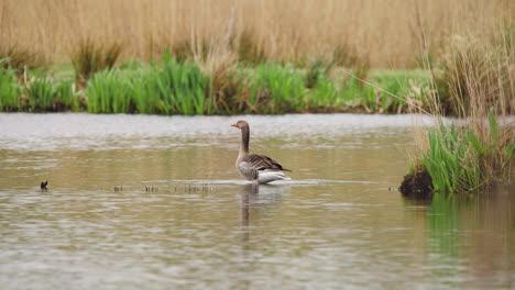 Greylag-goose-standing-in-shallow-shore-water,-wagging-tail-feathers