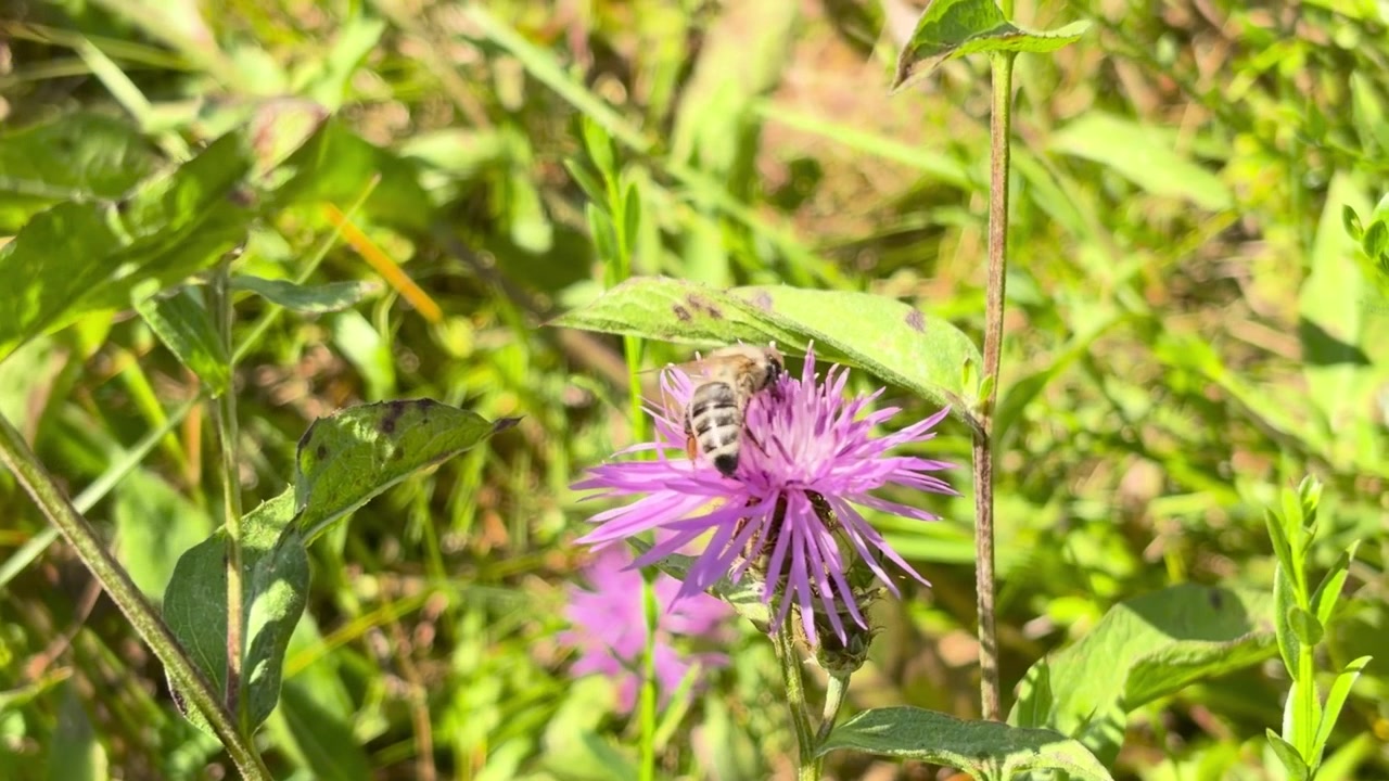 A honeybee forages on a single purple knapweed flower, with its striped abdomen, fuzzy thorax, translucent wings, green leaves, and surrounding plants clearly visible.