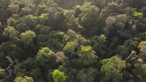 peaceful drone shot of deep iguazu rainforest jungle during golden sunset