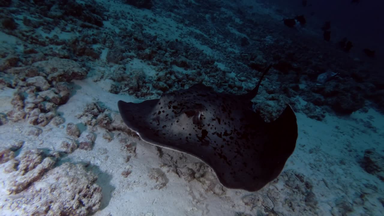 Round ribbontail ray swim over sandy bottom (evening light)