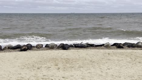 Several seals resting on the sandy beach near the sea, lying close to the waves under cloudy skies