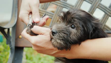 a woman cuts off her claws to a small puppy. pet care concept