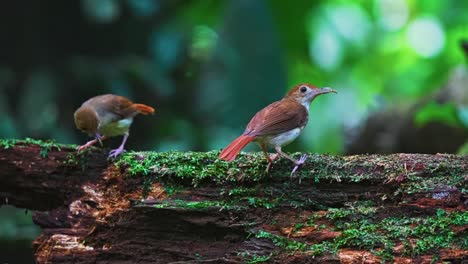 a pair of ferruginous babbler birds in tropical lowland forest. selective focus shot