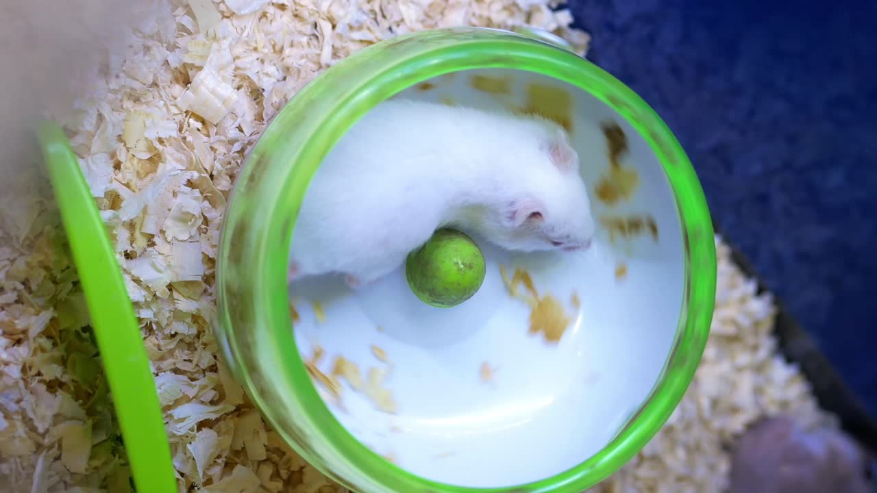 Hamster in a Wheel