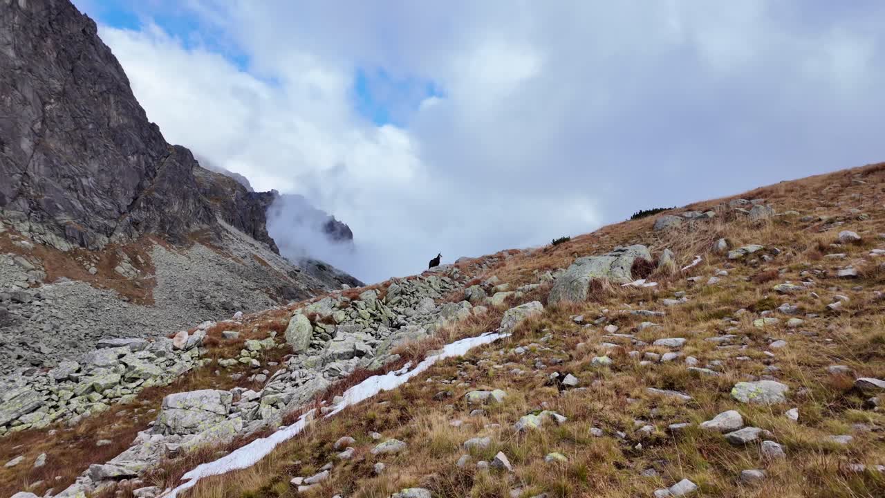 Slovakian high Tatra mountains with a wild goat in the background