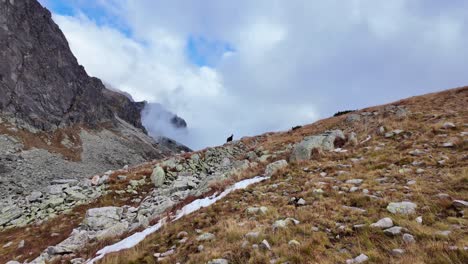 slovakian high tatra mountains with a wild goat in the background