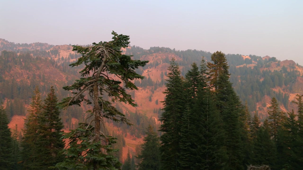Tåget bjergskov med stedsegrønne træer i Lassen Volcanic National Park i Nordcalifornien ved solnedgang.
