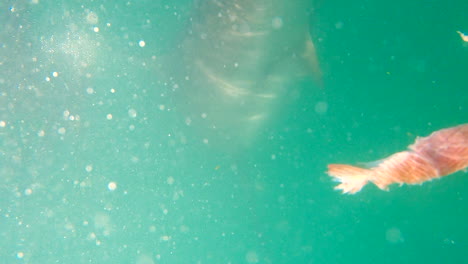 a diver comes face-to-face with a copper shark underwater - vertical orientation