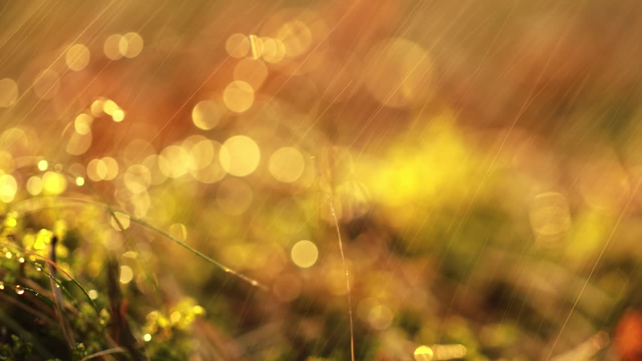 추상적인 여름 비의 흐릿한 배경은  ⁇ 은 숲의 클로즈업입니다. 자연 배경.