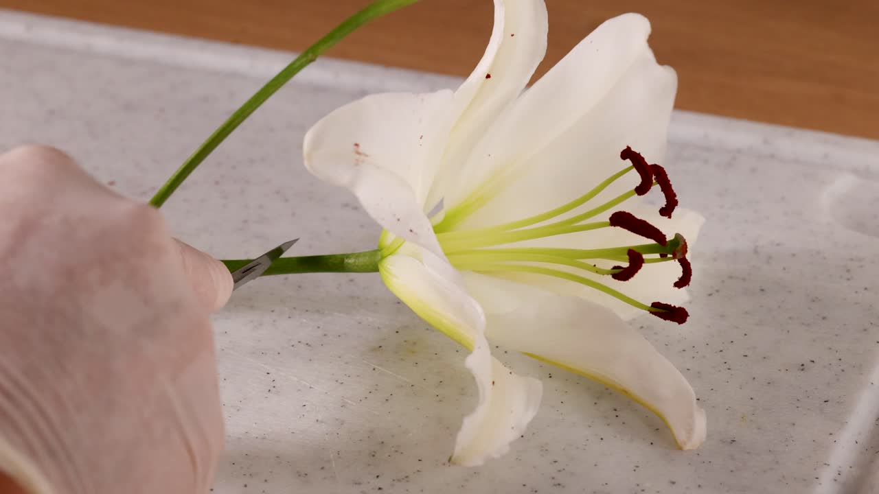 A gloved hand carefully dissects a white lily on a lab table using a scalpel, under bright lighting