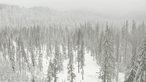 circling aerial shot over snowy pine forest in a snow storm