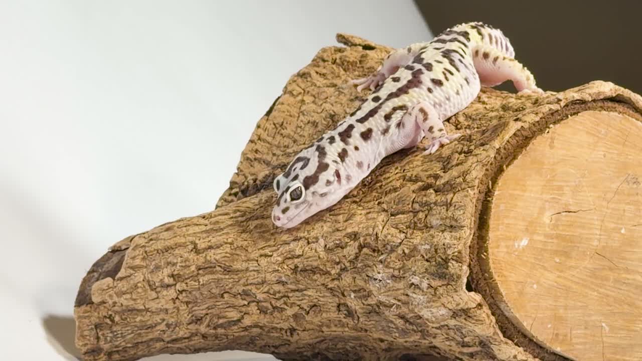 Un geco leopardo striscia lentamente lungo un tronco di legno ruvido sotto una luce intensa da studio