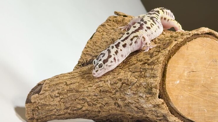 A leopard gecko slowly crawls down a textured wood log under bright studio lighting