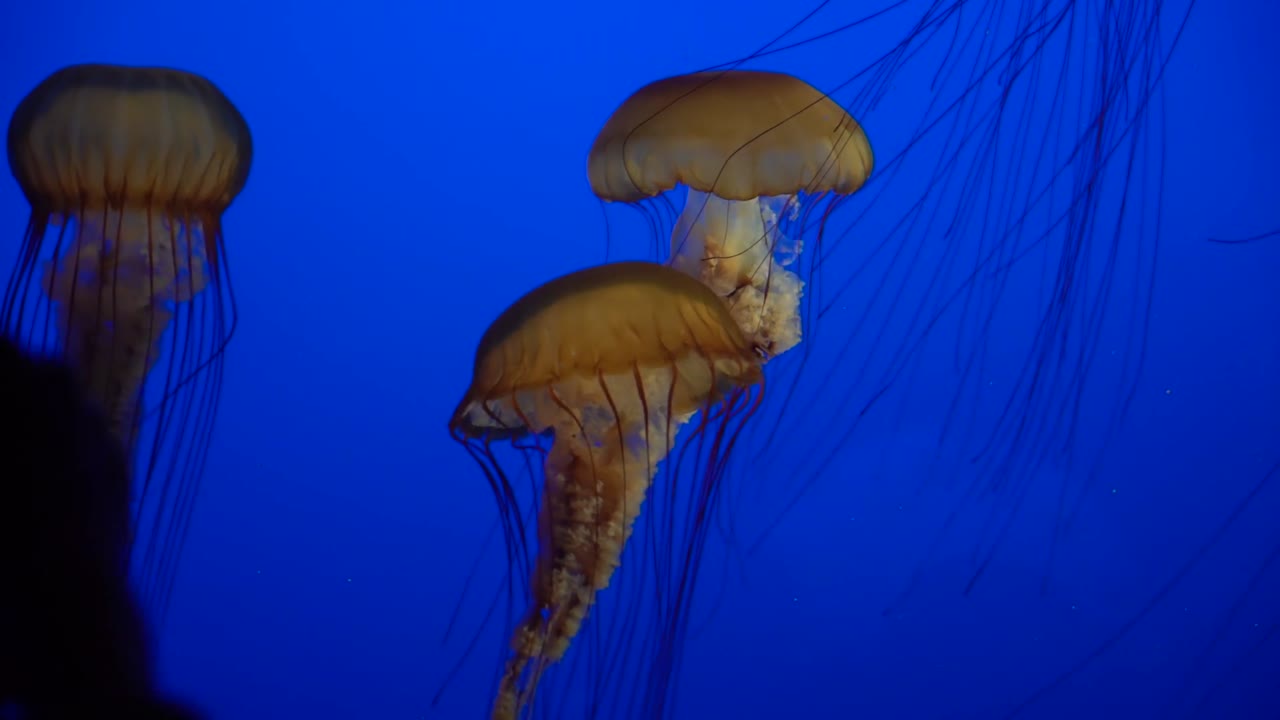 persona tomando fotos de medusas, acuario de la bahía de monterey
