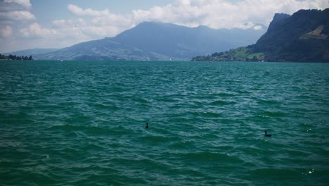 peaceful view of two ducks on mountain lake - hergiswil switzerland mountains in 4k