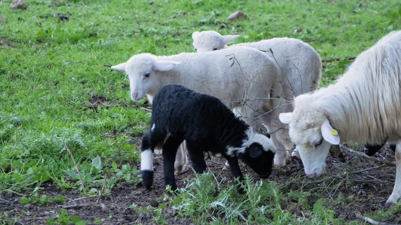 이탈리아 사르데냐의 호기심 많고 귀여운 양들로 둘러싸인 어미 양 방목