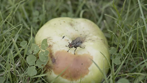 close up shot of a fallen apple in the grass, apple starting to rot