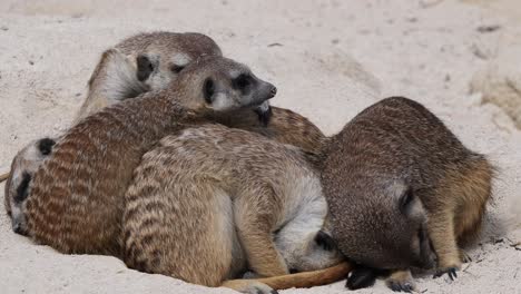 close up shot of cute meerkat babies cuddling together in sand outdoors