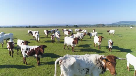 aerial flyover of a herd of brown and white cows in a green meadow