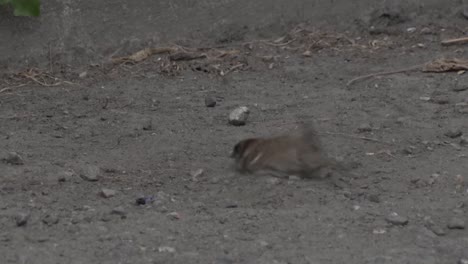 un ganso de casa macho, passer domesticus, bañándose en el polvo
