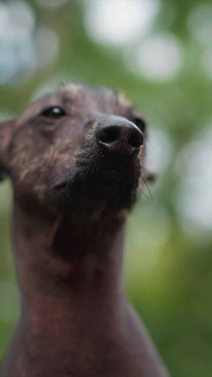 Person fist moves near mouth of Xoloitzcuintli breed. Canine licks offered treat near mouth of outstretched hand. Blurred greens indicate outdoor environment for interaction