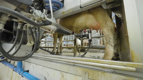 robotic milking machine attaches itself to cow udders and extracts milk