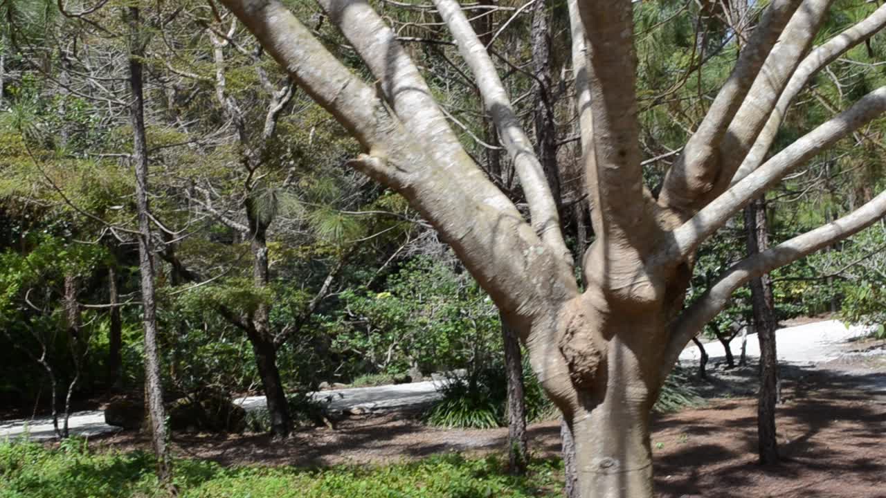 Pineta. La natura in un giardino