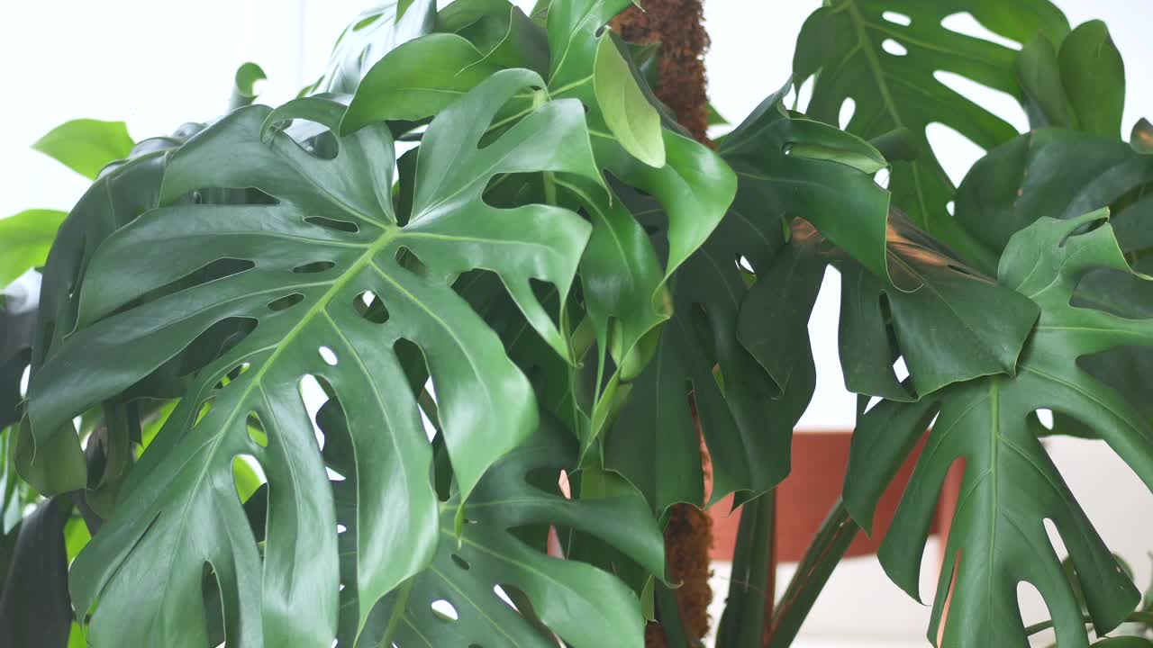 몬스테라 델리시오사 (monstera deliciosa) 의 근접 사진