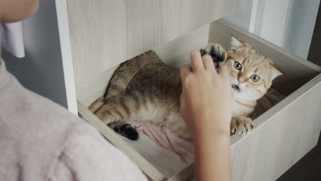 Gracioso-Gato-Rojo-Escondido-En-Un-Cajón-De-Ropa-En-El-Vestidor.