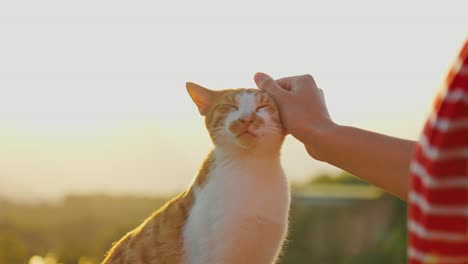 Atemberaubendes-4K-Video-Einer-Rotbraunen-Katze,-Die-Auf-Einem-Zaun-Sitzt-Und-Es-Genießt,-Von-Einem-Mädchen-Gestreichelt-Zu-Werden