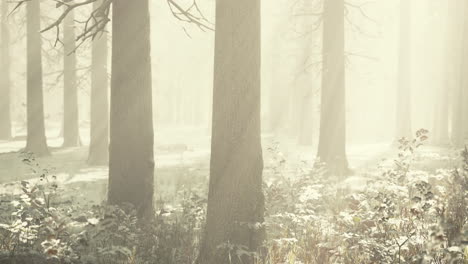 Mystischer-Winterwald-Mit-Schnee-Und-Sonnenstrahlen,-Die-Durch-Bäume-Fallen