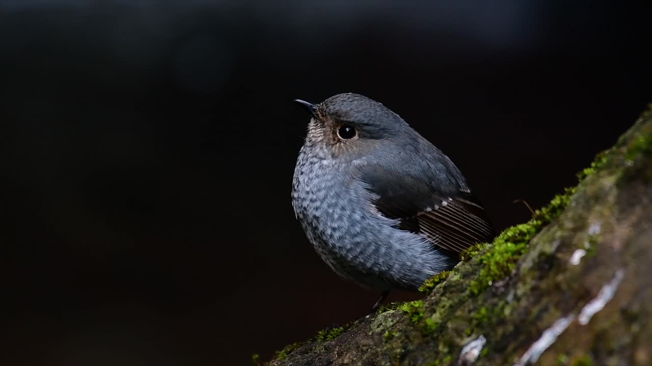 esta hembra de colirrojo plomizo no es tan colorida como el macho pero seguro que es tan esponjosa como una bola de un lindo pájaro