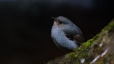 this female plumbeous redstart is not as colourful as the male but sure it is so fluffy as a ball of a cute bird