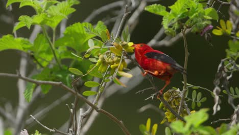 Mielero-Hawaiano-Drepanis-Coccinea-Alimentándose-De-Flores-De-árboles