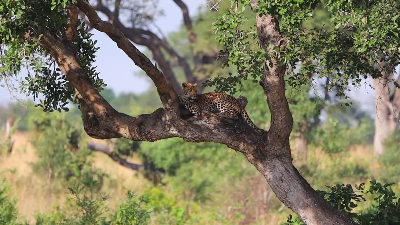 Afrika çalılıklarında, gölgede bir ağaç gövdesinde yatan nefes nefese kalmış leopar, büyük beşli safari hayvanı