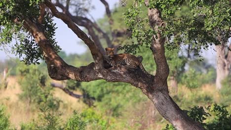 panting leopard lies on tree trunk in shade in african bush, big 5 safari animal